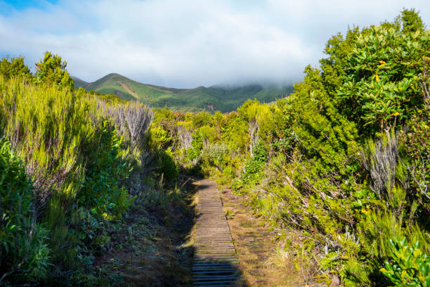 Exploring the Waikamoi Ridge Trail with Aunty Sandy’s Banana Bread